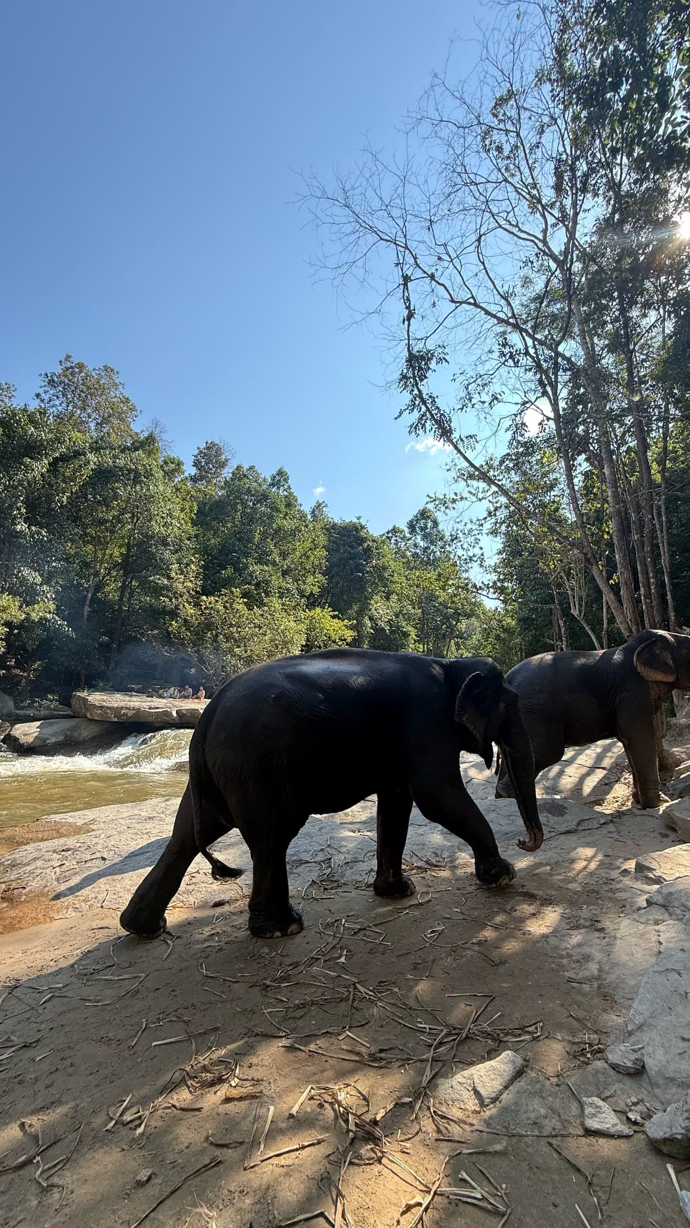 Two elephants walking along a rock shelf beside a small waterfall on a Chai Lai Orchid tour in Mae Wang