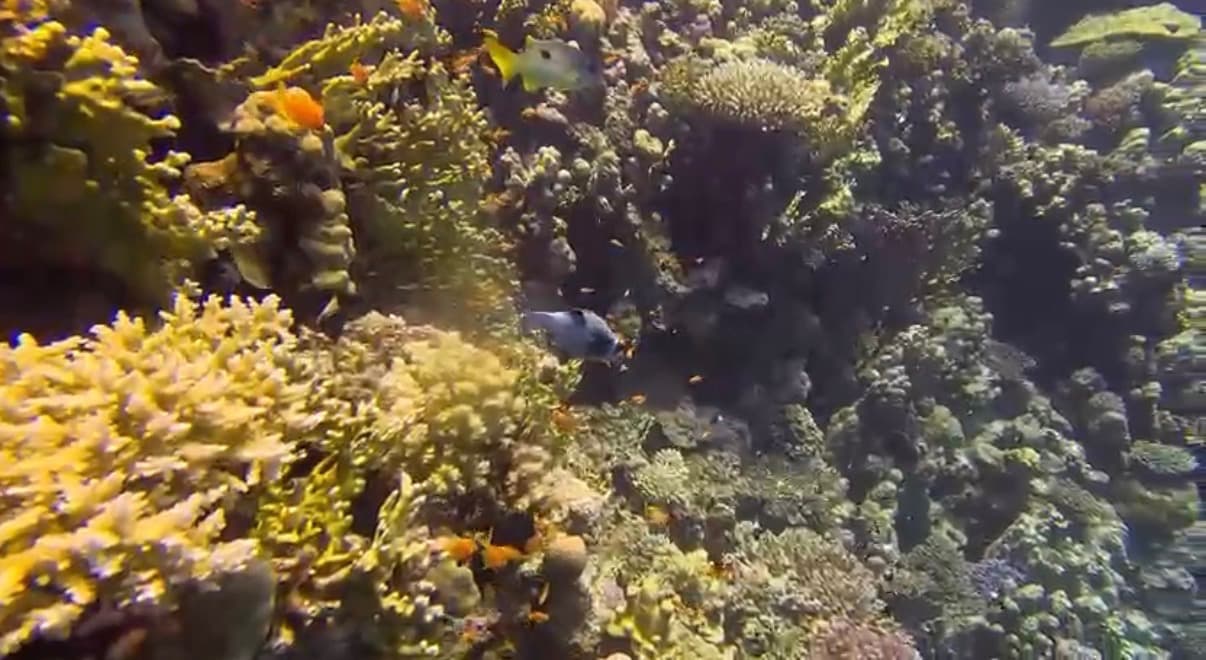 A vertical coral reef wall dropping into the deep blue of the Red Sea off Hurghada