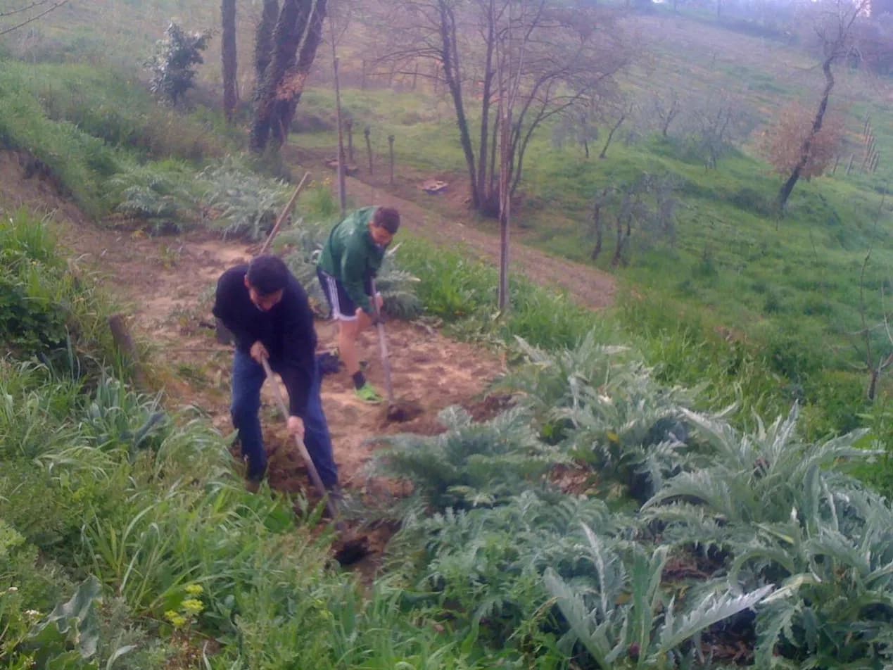 Digging new beds beside the artichoke plants