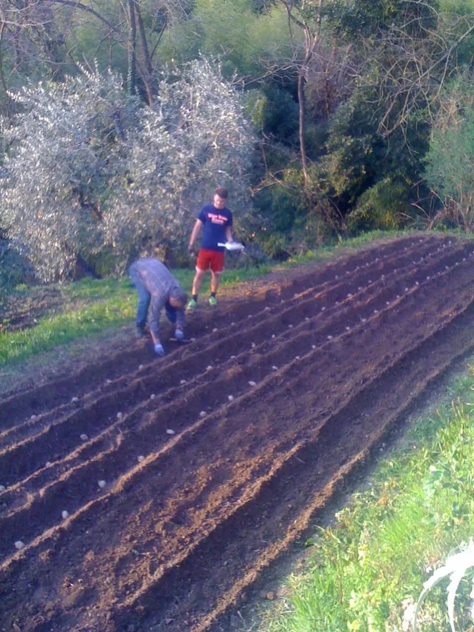 Planting potatoes in fresh rows for a new section of the farm