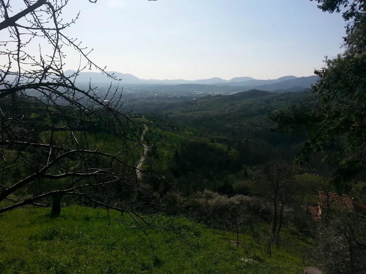 Olive trees framing the valley and Lucca in the distance