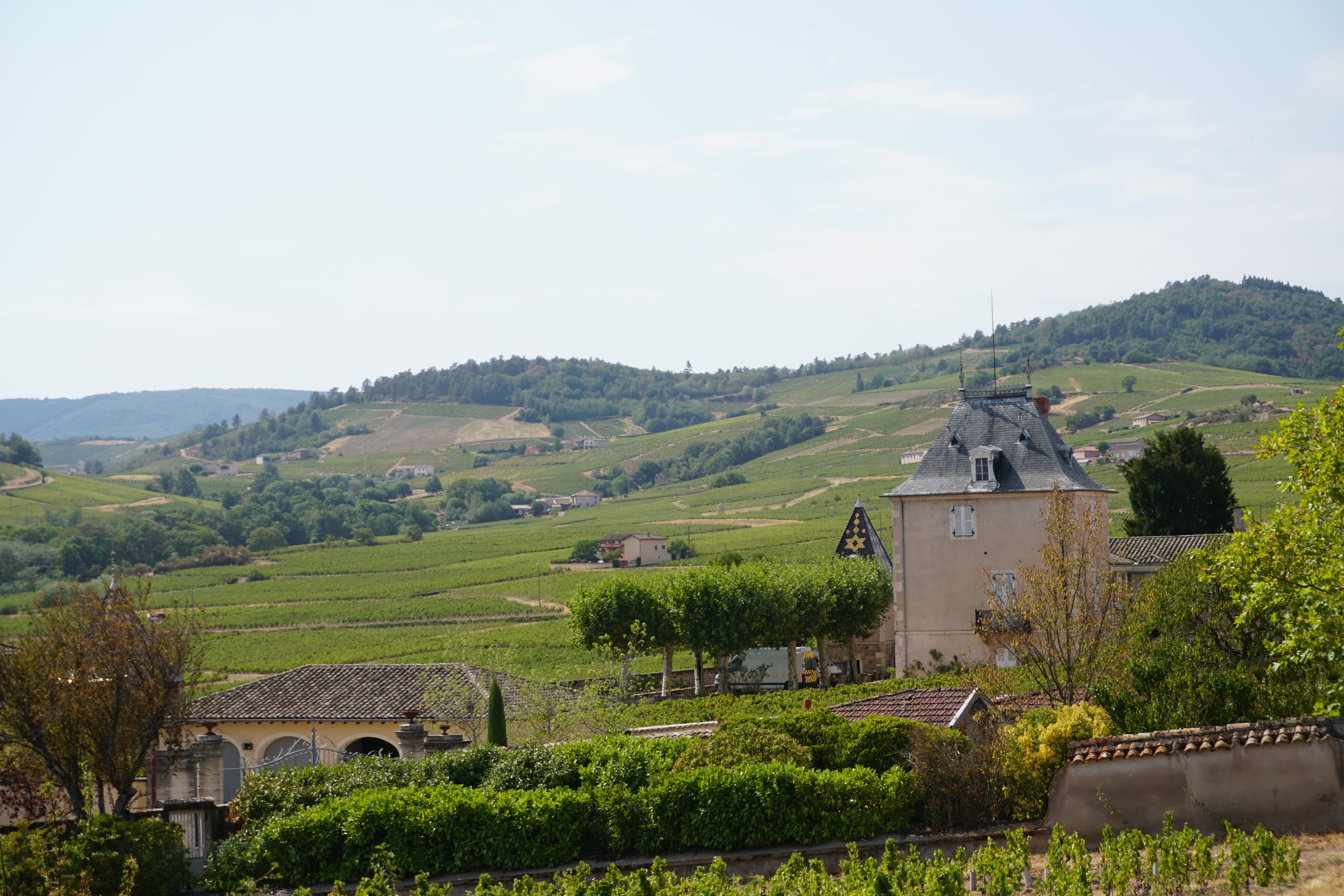 Gamay vineyards on the granite hills of Beaujolais, north of Lyon