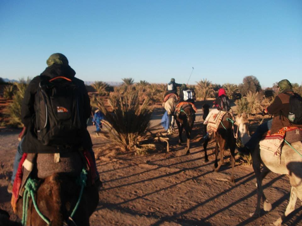 Riders on camels heading out through palm groves toward the desert near Zagora, Morocco