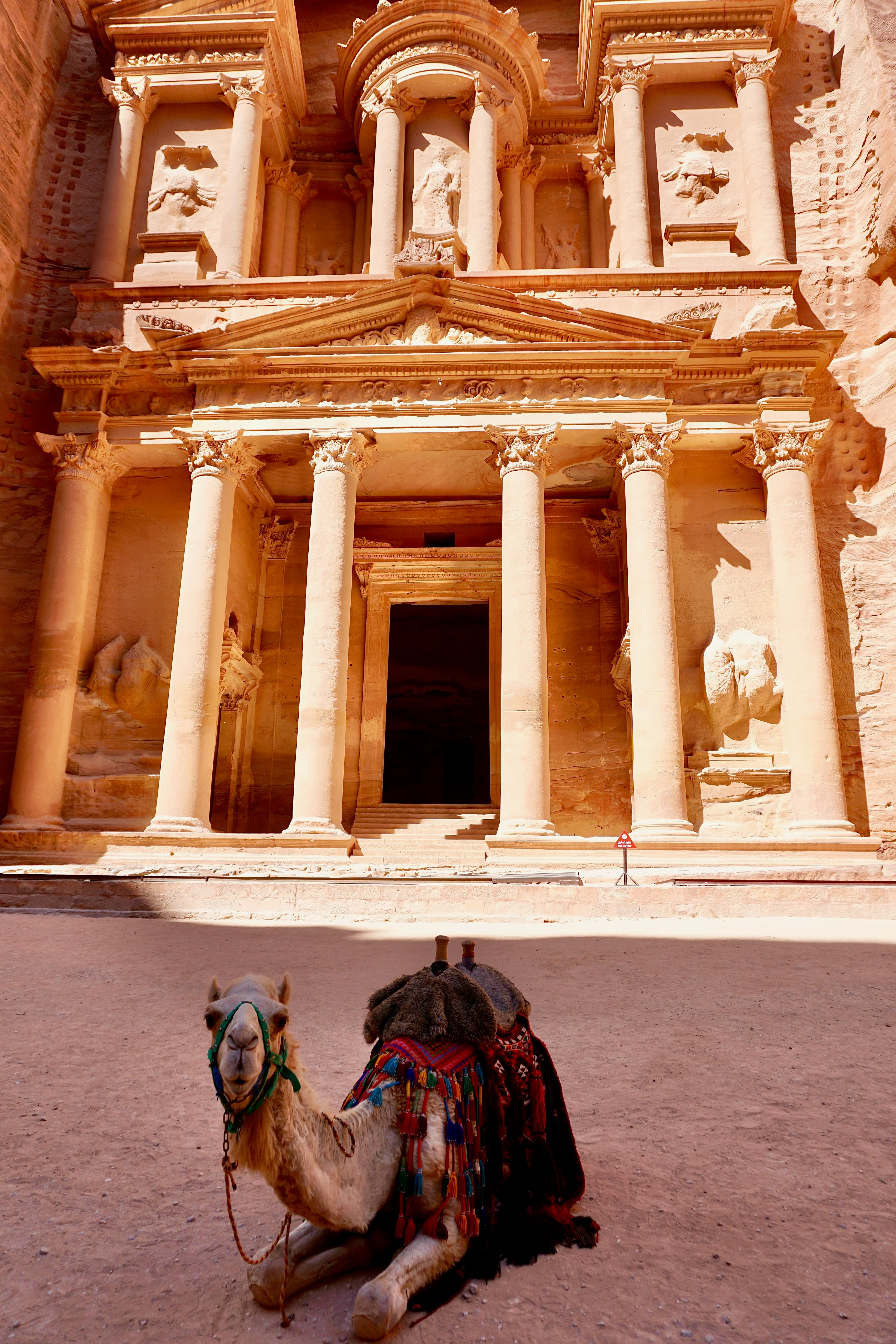 A camel resting before the carved facades of Petra, Jordan